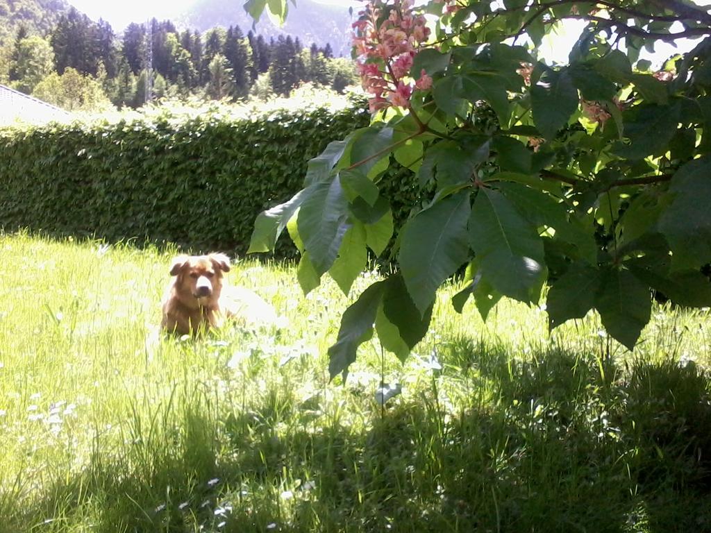Ferienwohnung Am Pflanzgarten Ebensee Εξωτερικό φωτογραφία